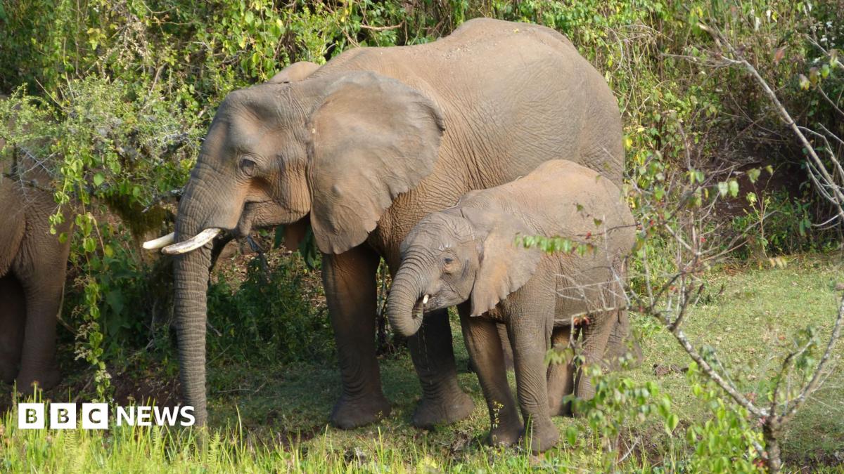Elephants Forage for and Administer Medicinal Plants, Study Finds