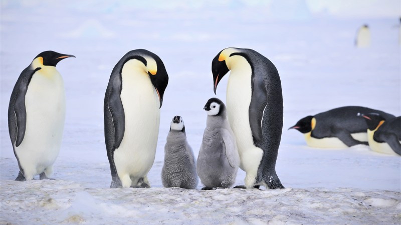 Emperor Penguin Chick Decline Linked to Iceberg