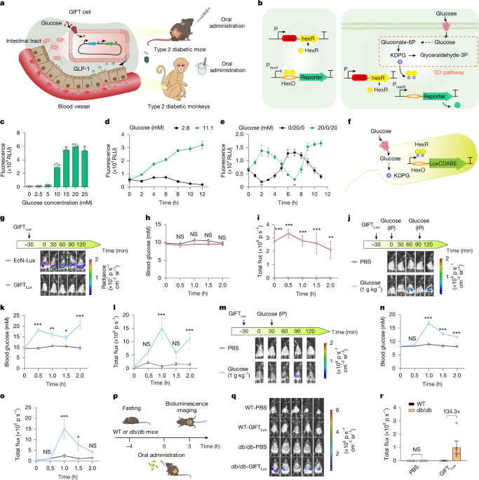 Engineered Probiotics Show Promise in Glycemic Control