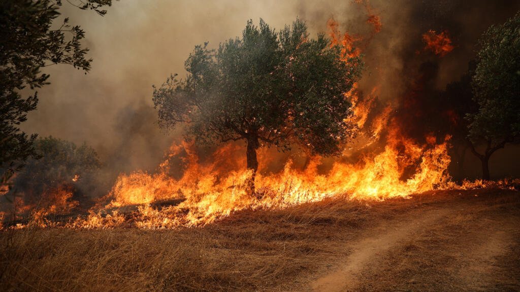 Europe Faces Wildfires and Drought Amid Record Heat