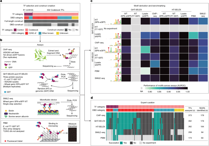Expanded Codebook Reveals Over 100 New DNA Motifs