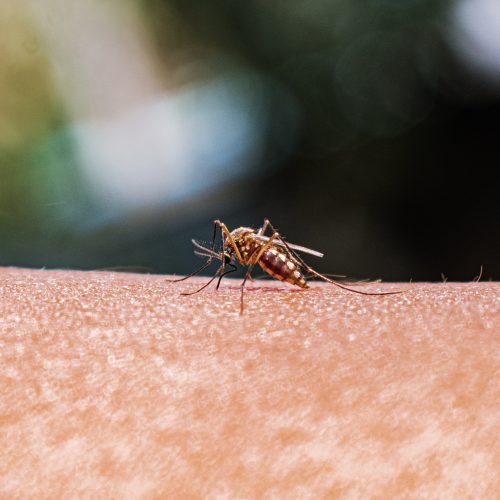 Expanded Mosquito Ranges Demand Better Disease Monitoring