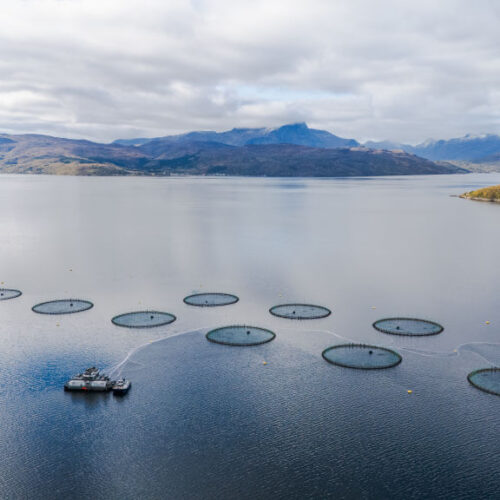 Omega-3-Werte in Zuchtsalmon könnten sinken