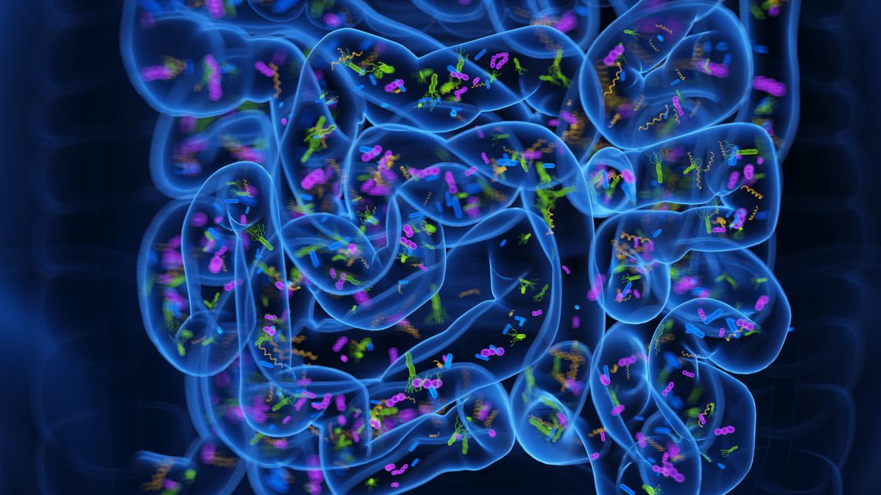 Fecal Transplants Show Promise for Insomnia Relief