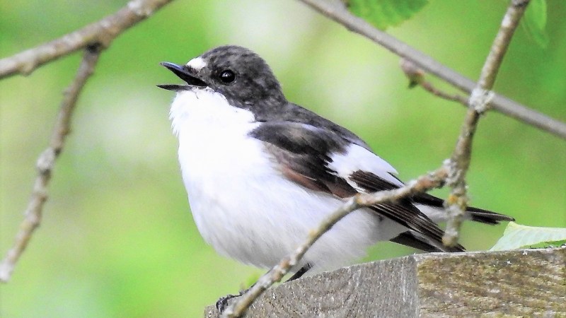 Female Flycatchers Detect Male Mating Status Through Song