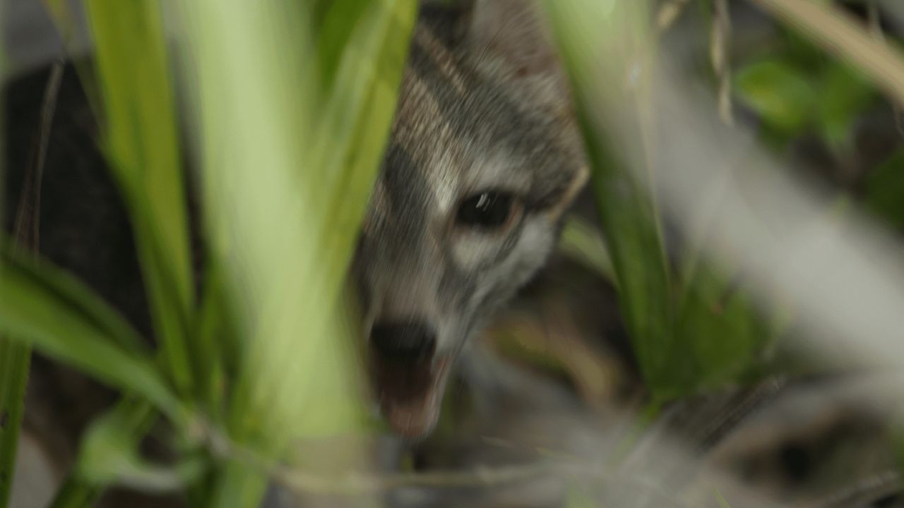 First Photos Captured of Elusive Cozumel Fox on Mexican Island