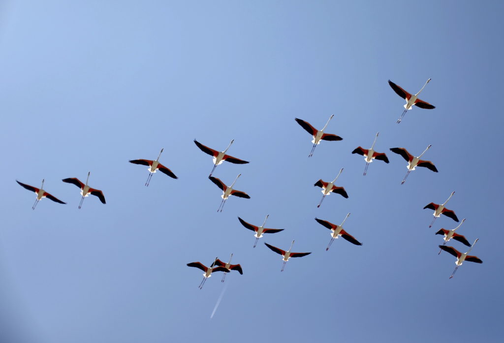 Flamingo Population Grows in Venice as Wetland Restoration Efforts Expand Habitat