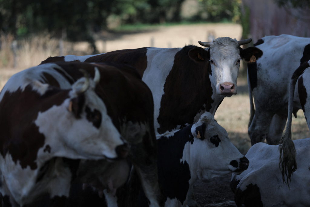 France Reports First Human Death Linked to Shamonda Virus