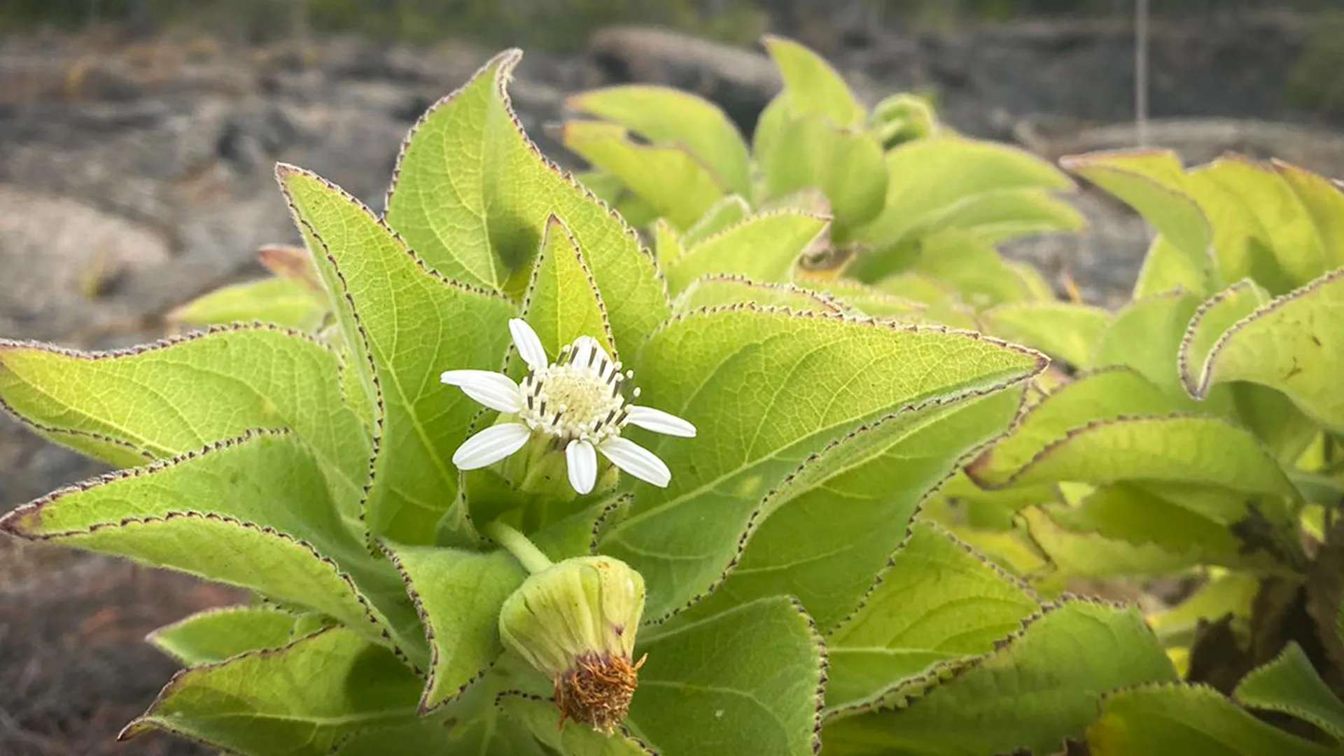Galápagos Plants Show Evolution Repeating, New Species Forming
