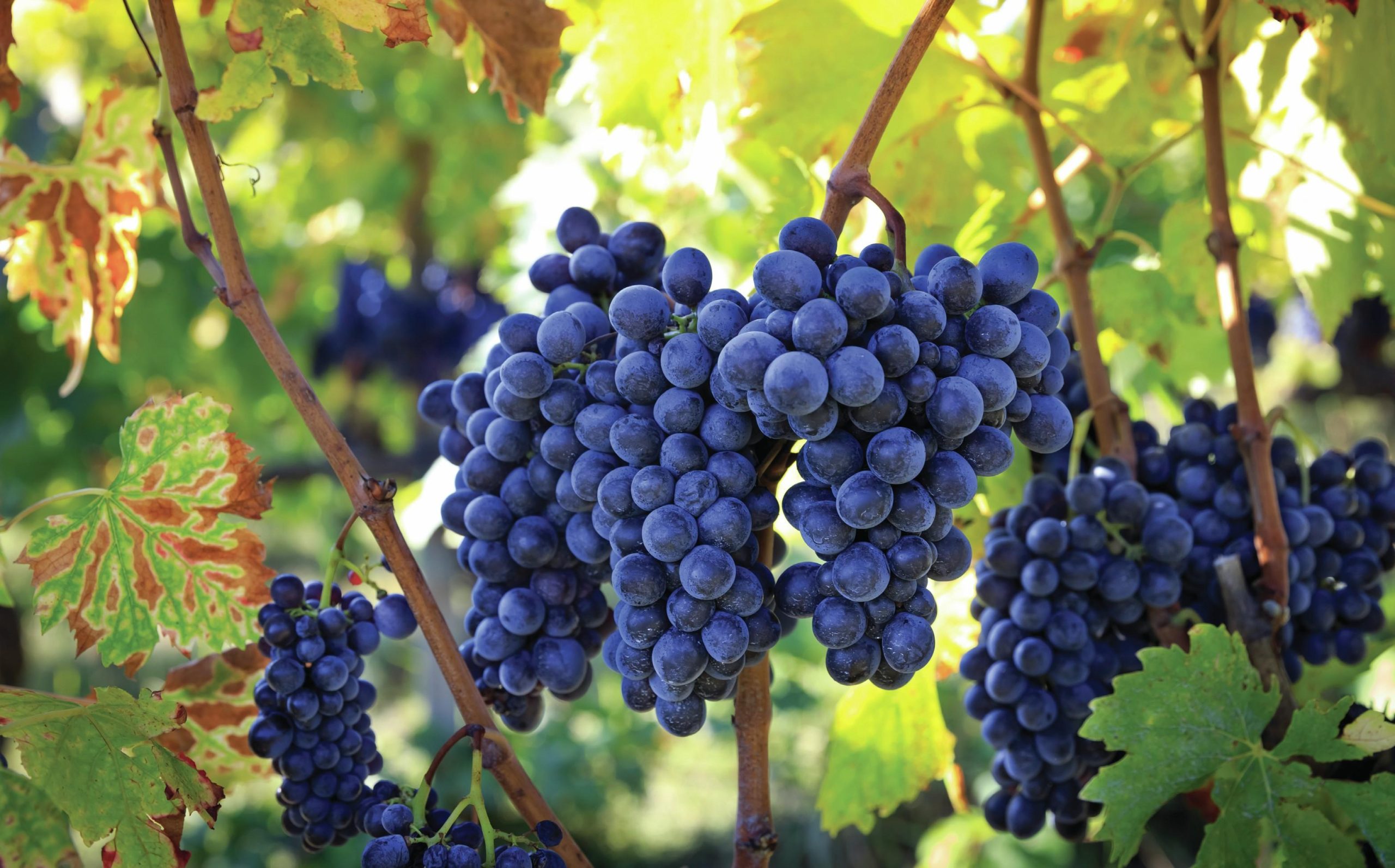 Global Sangiovese Masters 2026 Medalists Announced