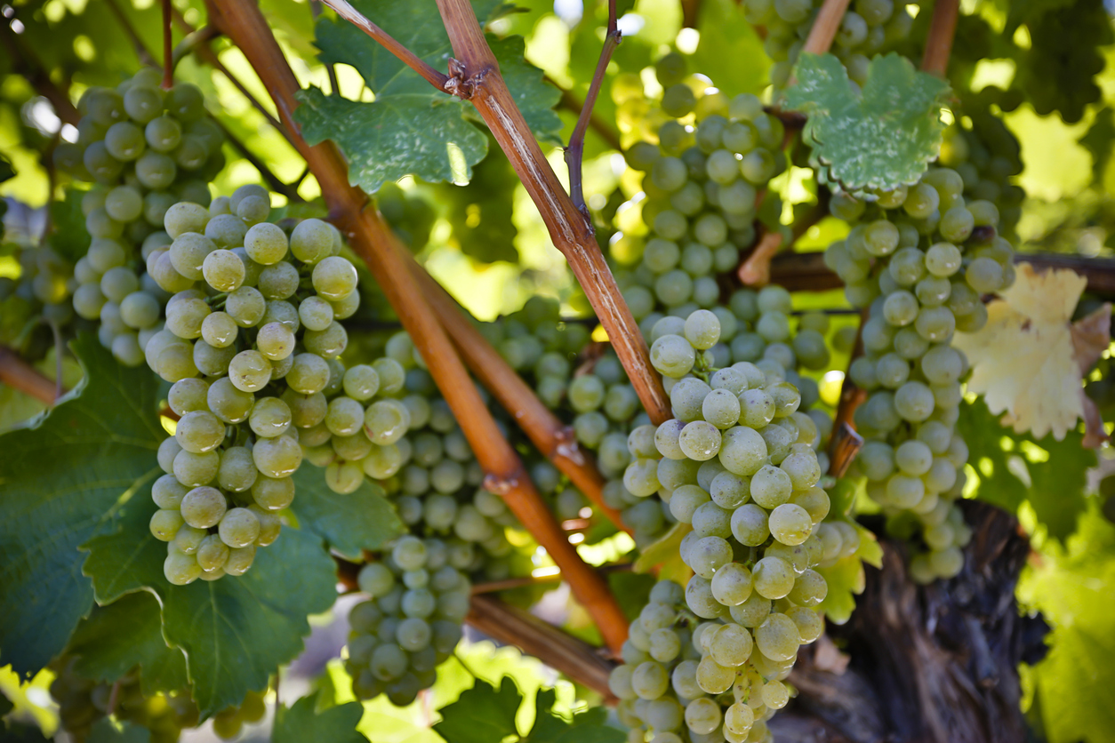 Global Sauvignon Blanc Masters Competition Opens for Entries