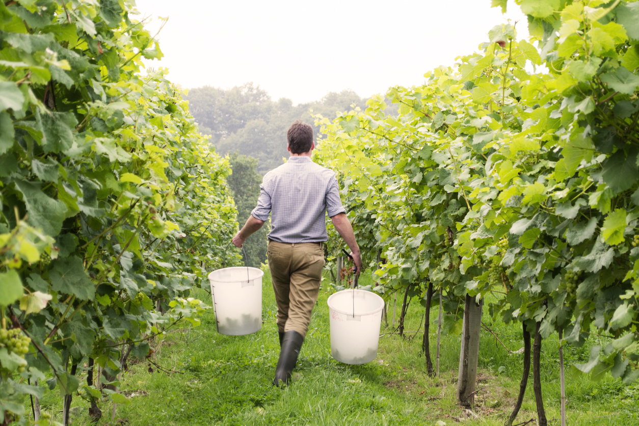 Global Wine Masters Highlights Top English Wines for English Wine Week