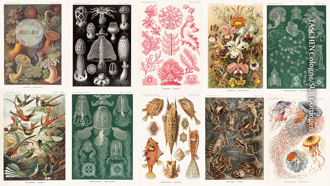 Celebran los bocetos de formas de vida de Haeckel