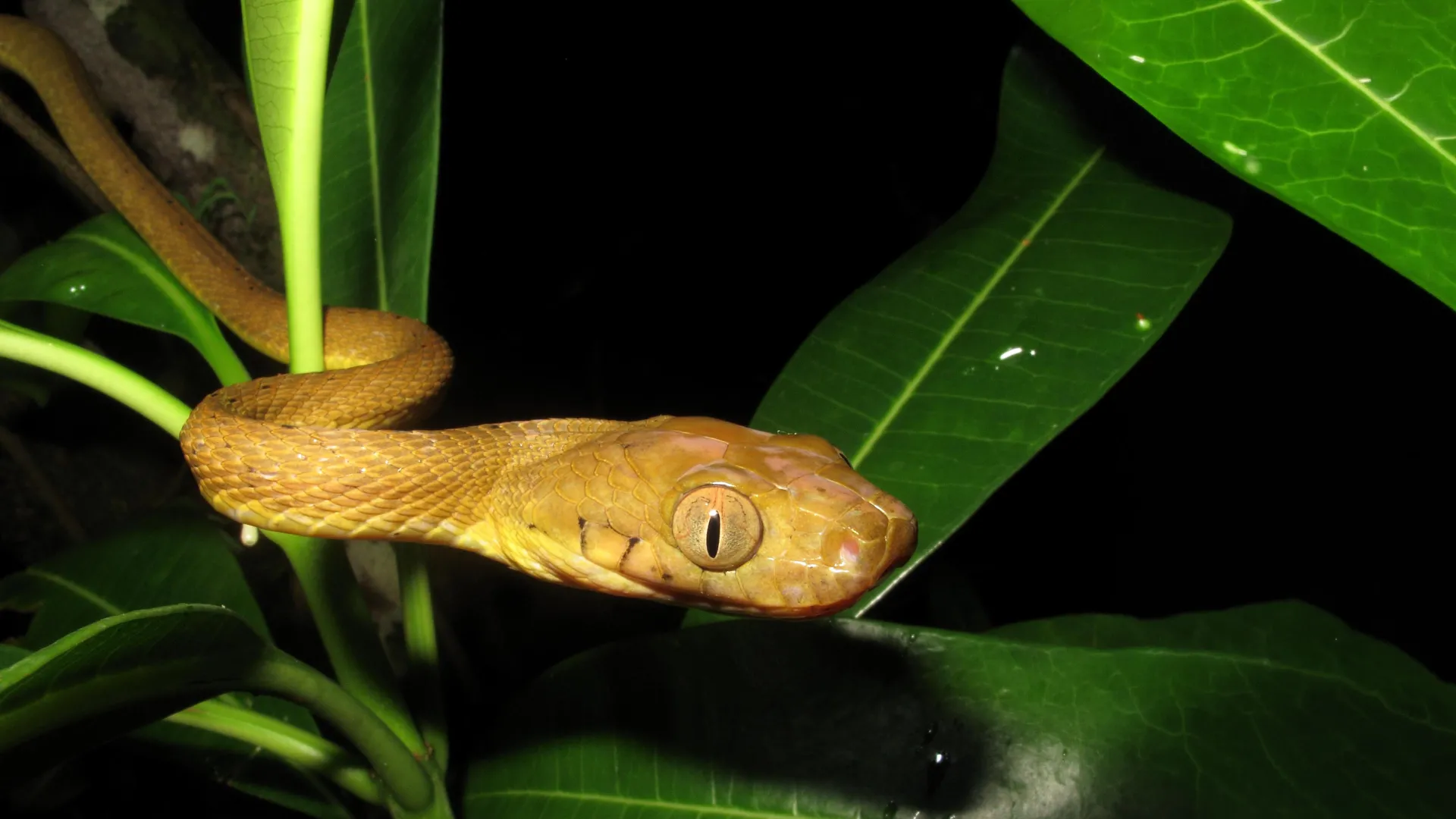 Hidden Genetic Diversity Aided Guam Snake Invasion