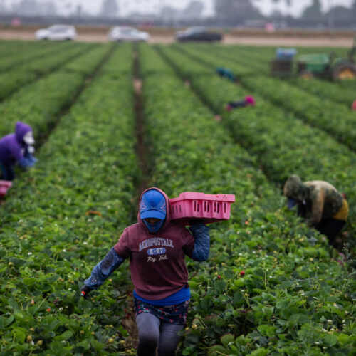 Hotter Temperatures Increase Pesticide Dangers for Farmworkers