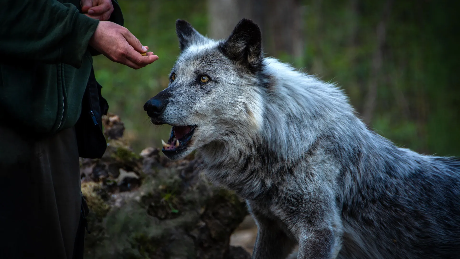 Humanos y Perros Han Coevolucionado Durante 15.000 Años