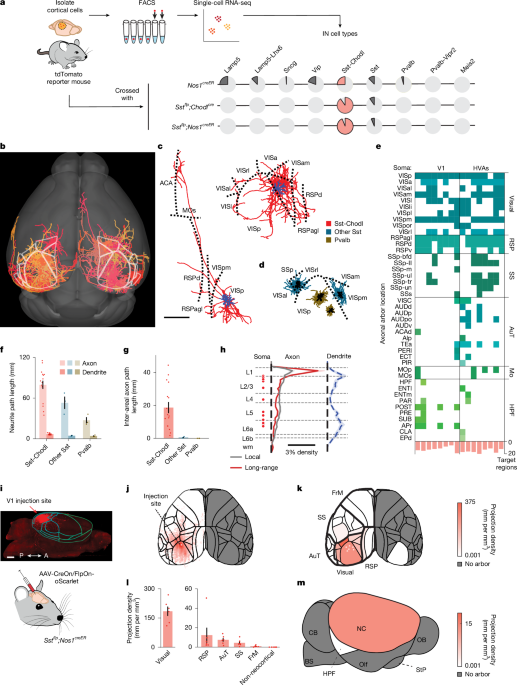 Inhibitory Neurons Link Cortical Synchrony to Sleep in Mice