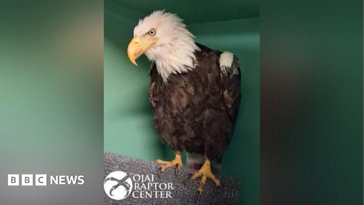 Jackie, Beloved California Bald Eagle, Dies After Illness