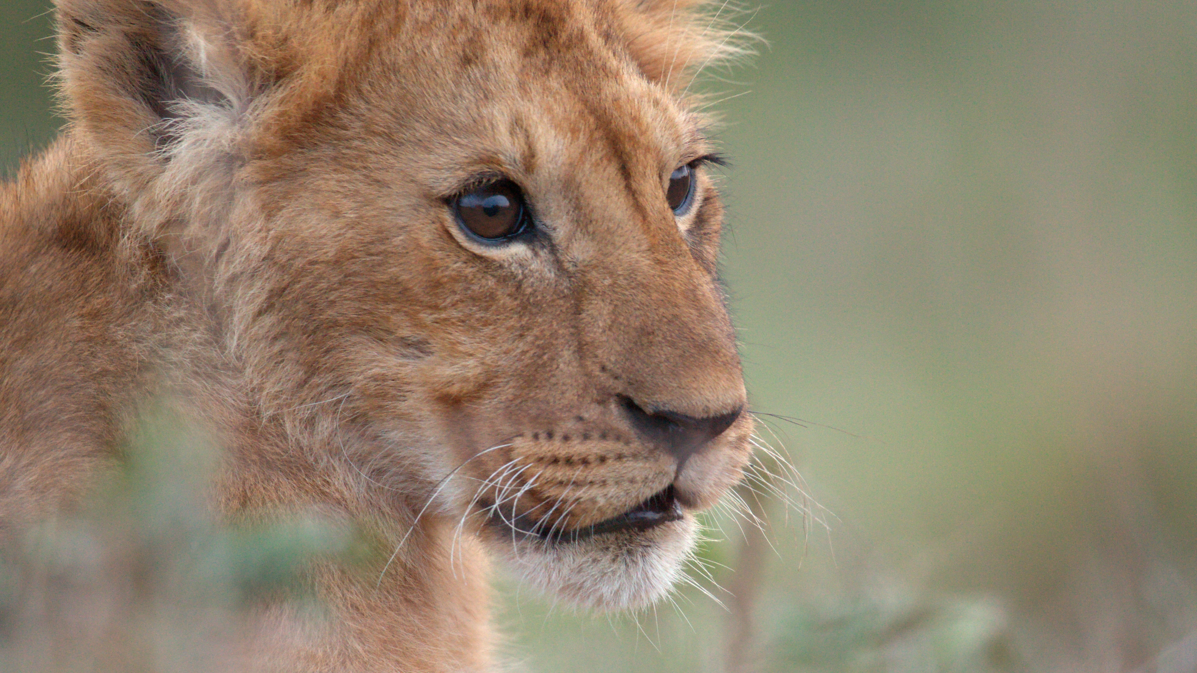 Jon Favreau to Direct National Geographic Documentary ‘Lion’