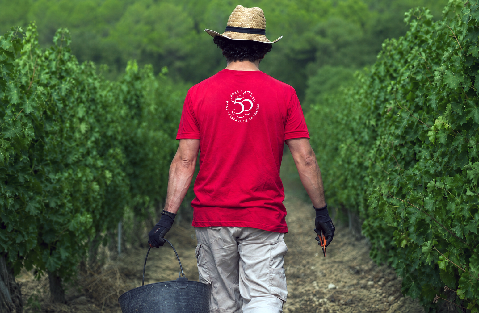 Juvé & Camps Begins Earliest Harvest in Winery History