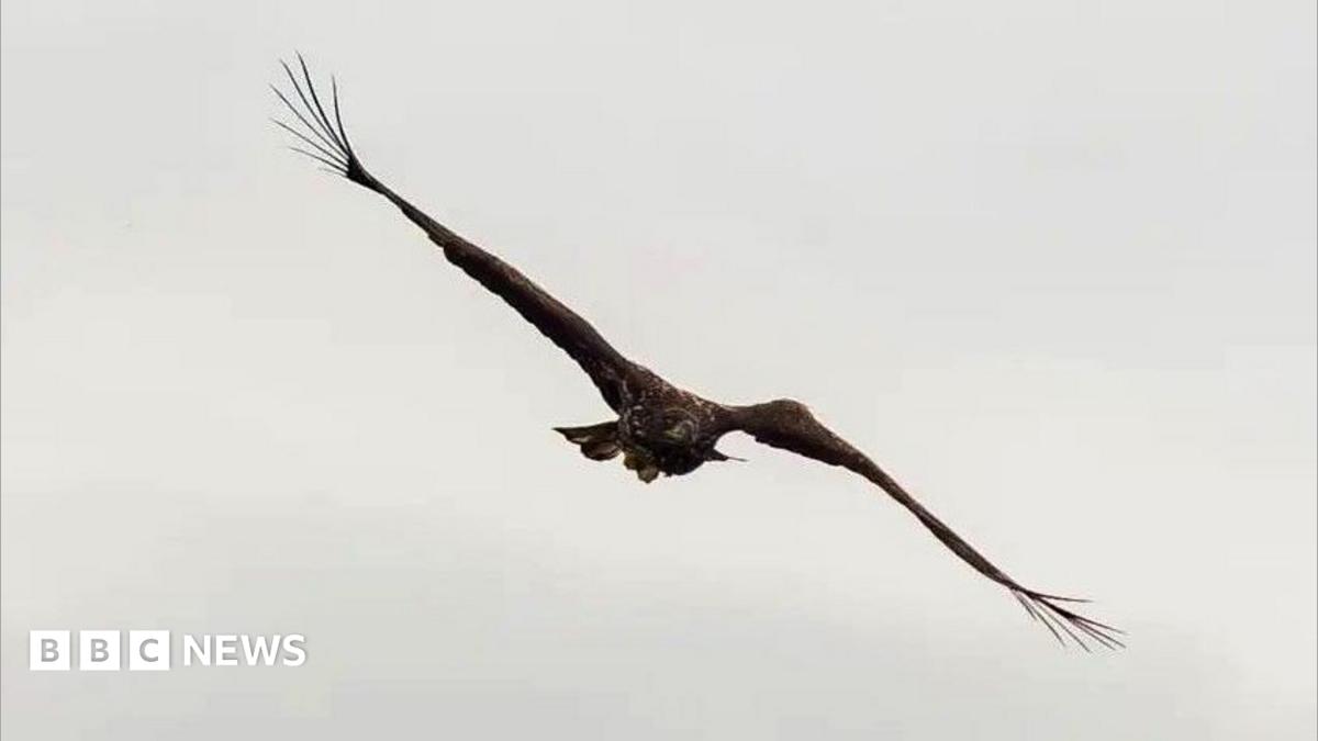 ‘Kinky’ the Sea Eagle Soars Again, Defying Expectations Three Years After Wing Break