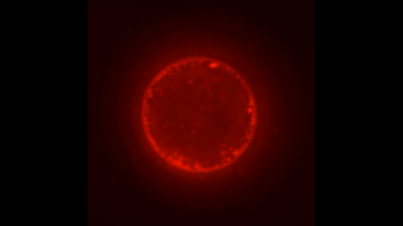 Lab-Made ‘SpudCells’ Advance Synthetic Life Research