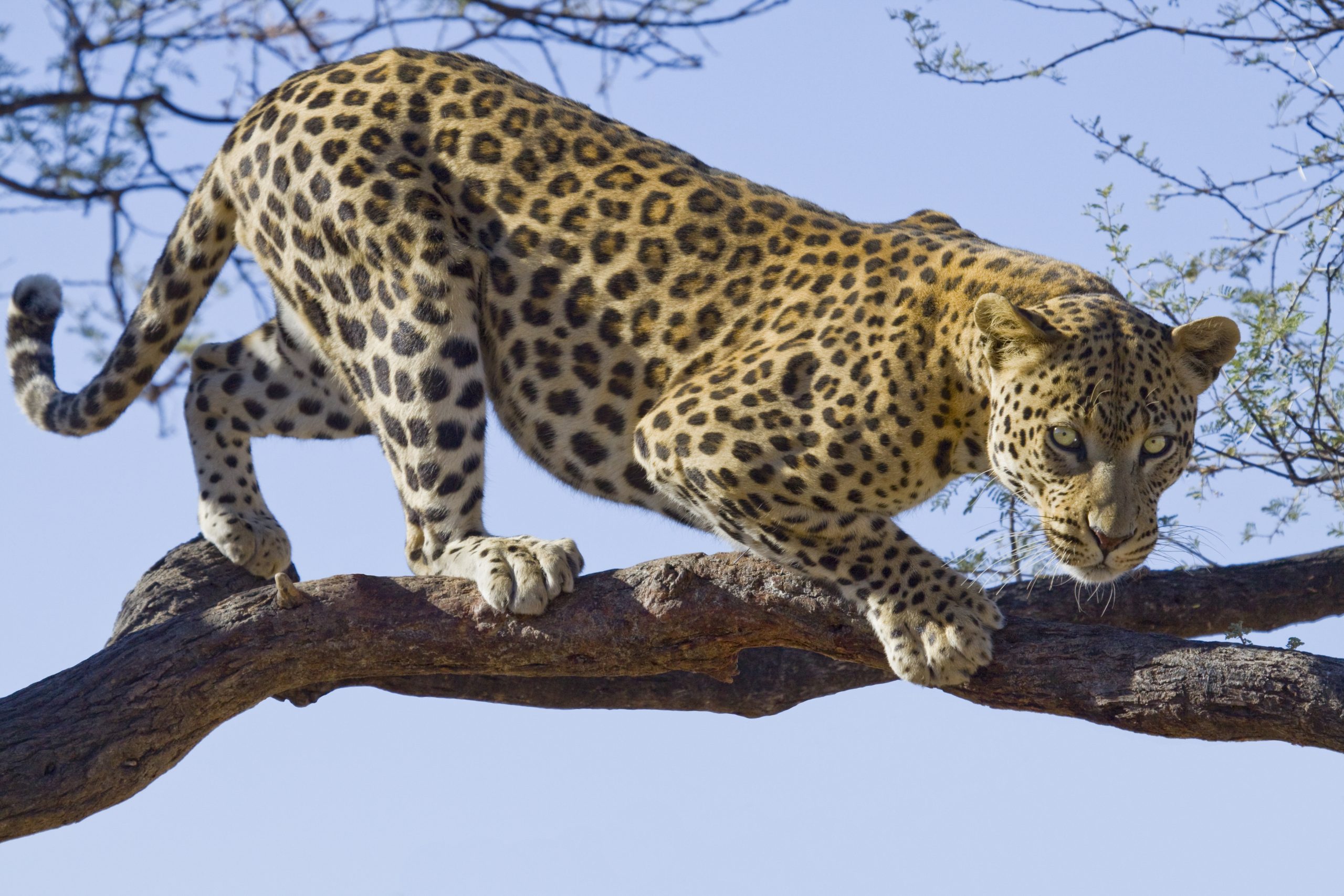 Leopard greift Kassierer in Rajasthan-Spirituosenladen an