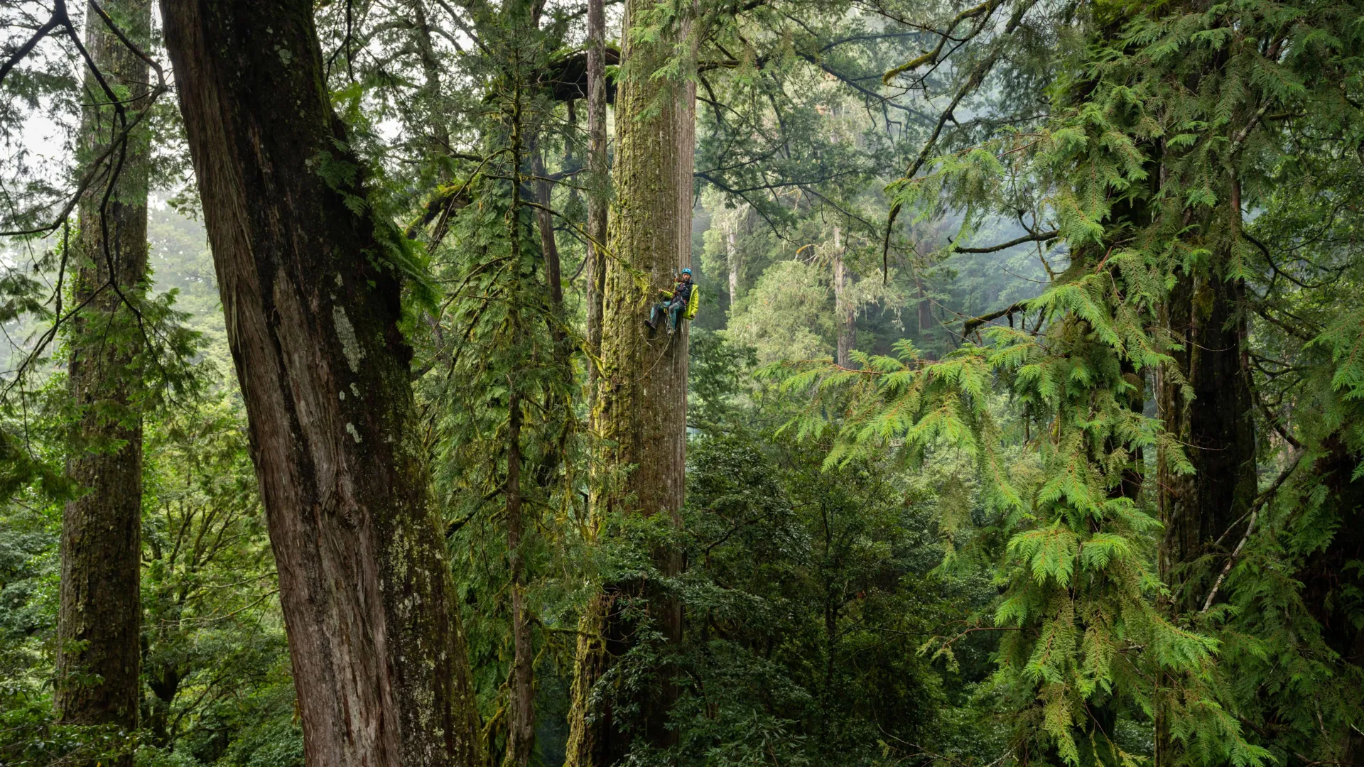 Lost World of Giant Trees Discovered in Taiwan
