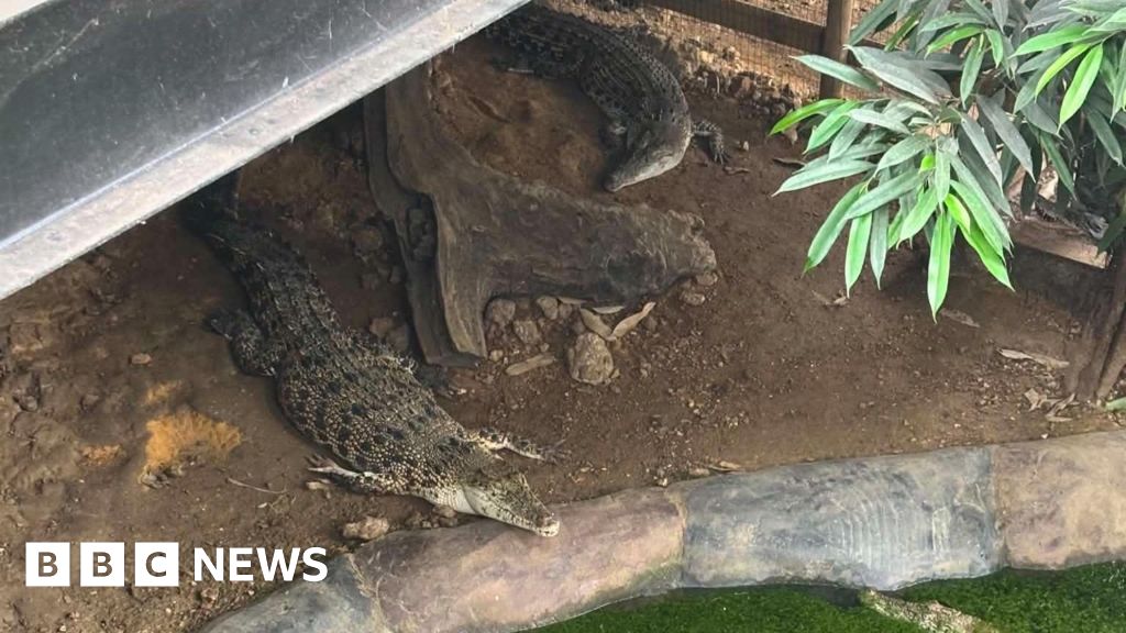 Man Arrested After Boy Injured in Crocodile Enclosure