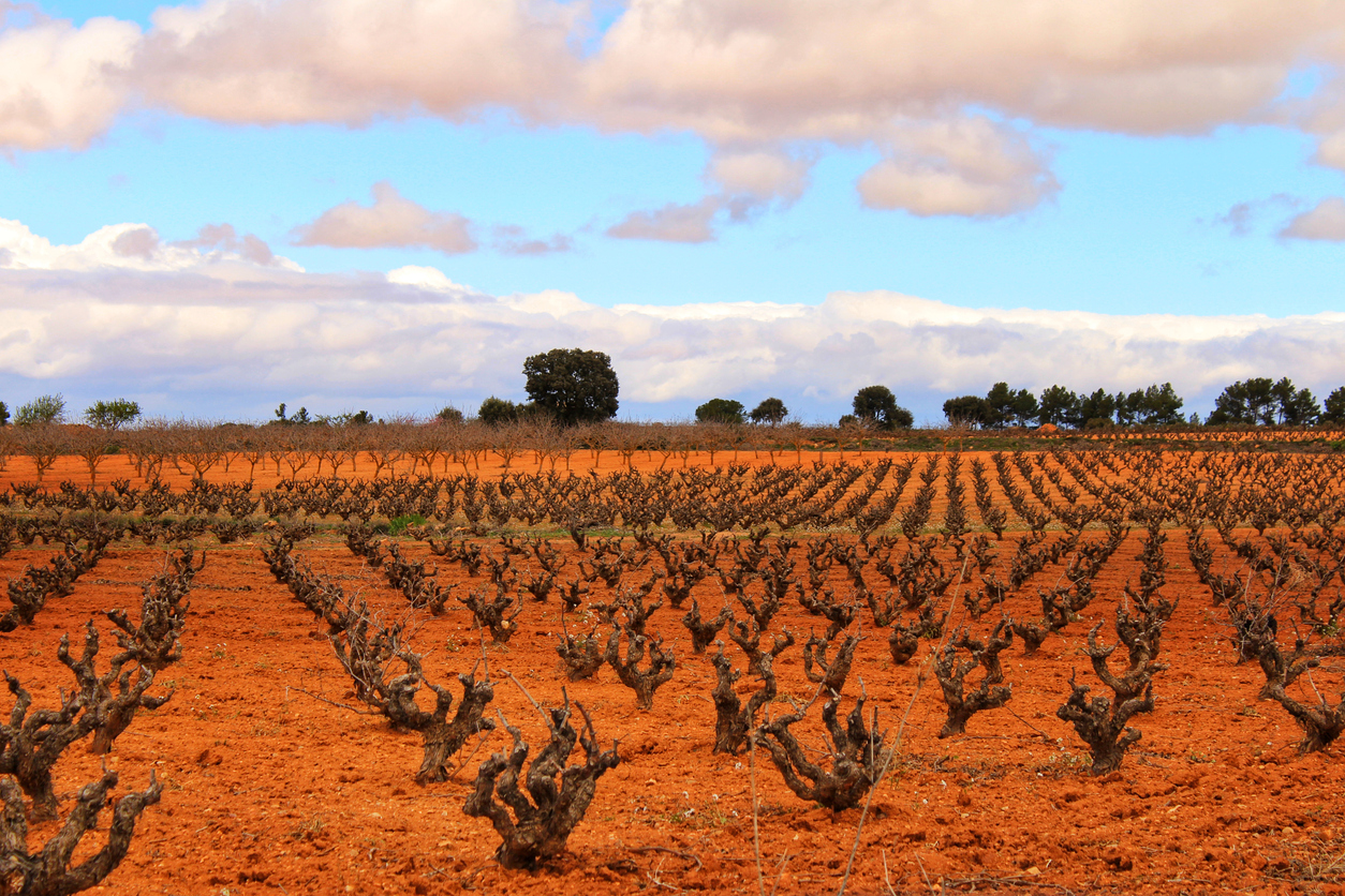 Manchuela DO Modernisiert Weinbestimmungen