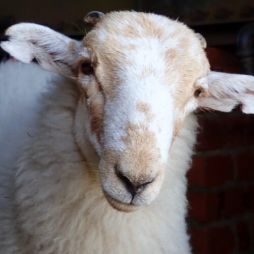 Medieval Manuscripts Reveal Ancient Sheeppox Virus DNA
