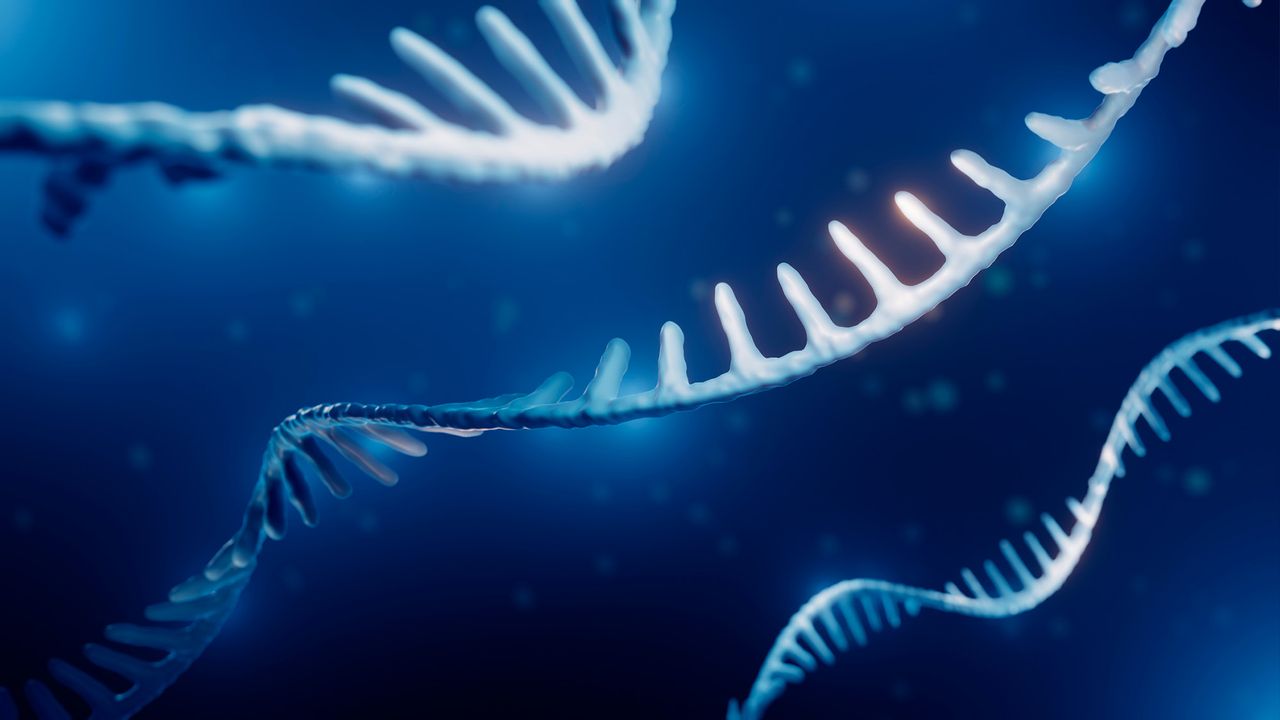 Molecular Aging Varies Greatly Between Individuals