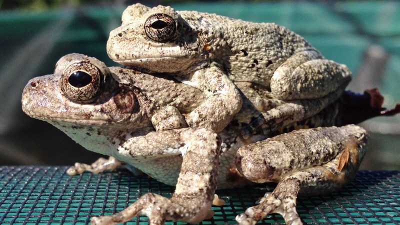More Choices Complicate Mating for Female Frogs