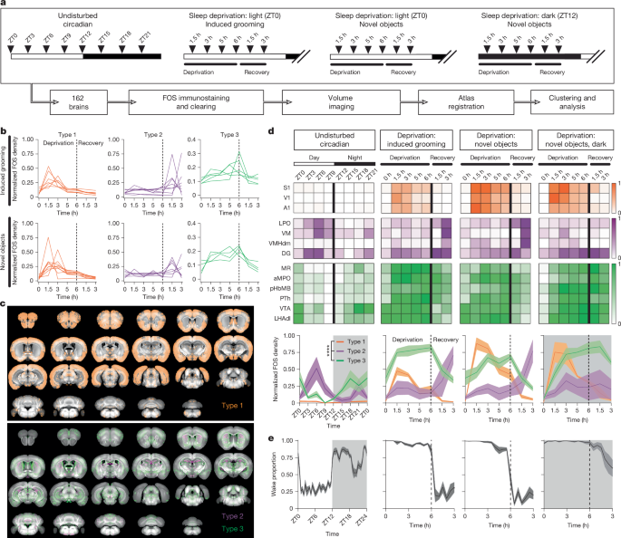 Mouse Study Identifies Neurons Linked to Sleep Drive
