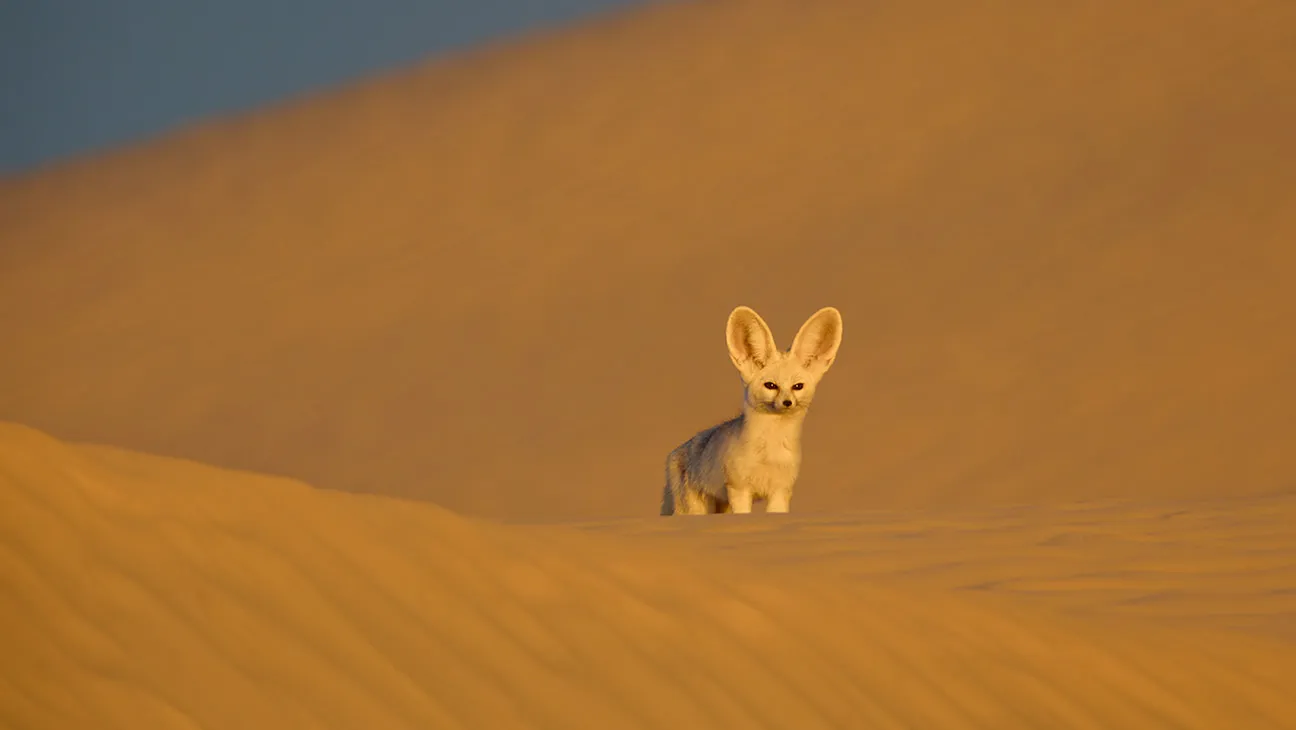 Nat Geo’s ‘Africa: Earth’s Wild Home’ to Premiere October 2