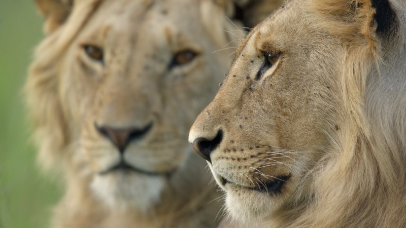 National Geographic Series Chronicles Lion's Life