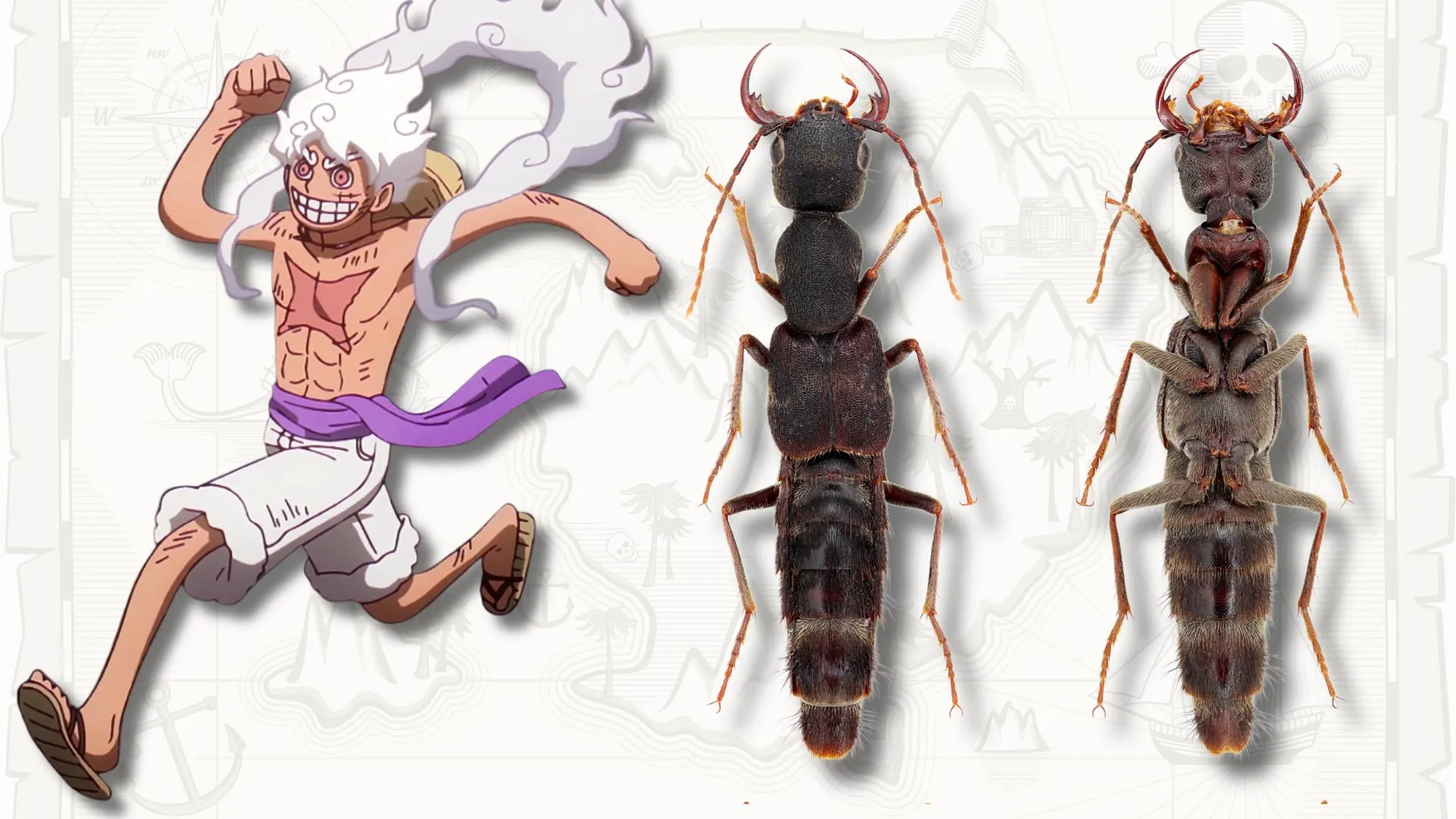 Nuevo Género de Escarabajo Nombrado en Honor al Personaje de Anime ‘Luffy’