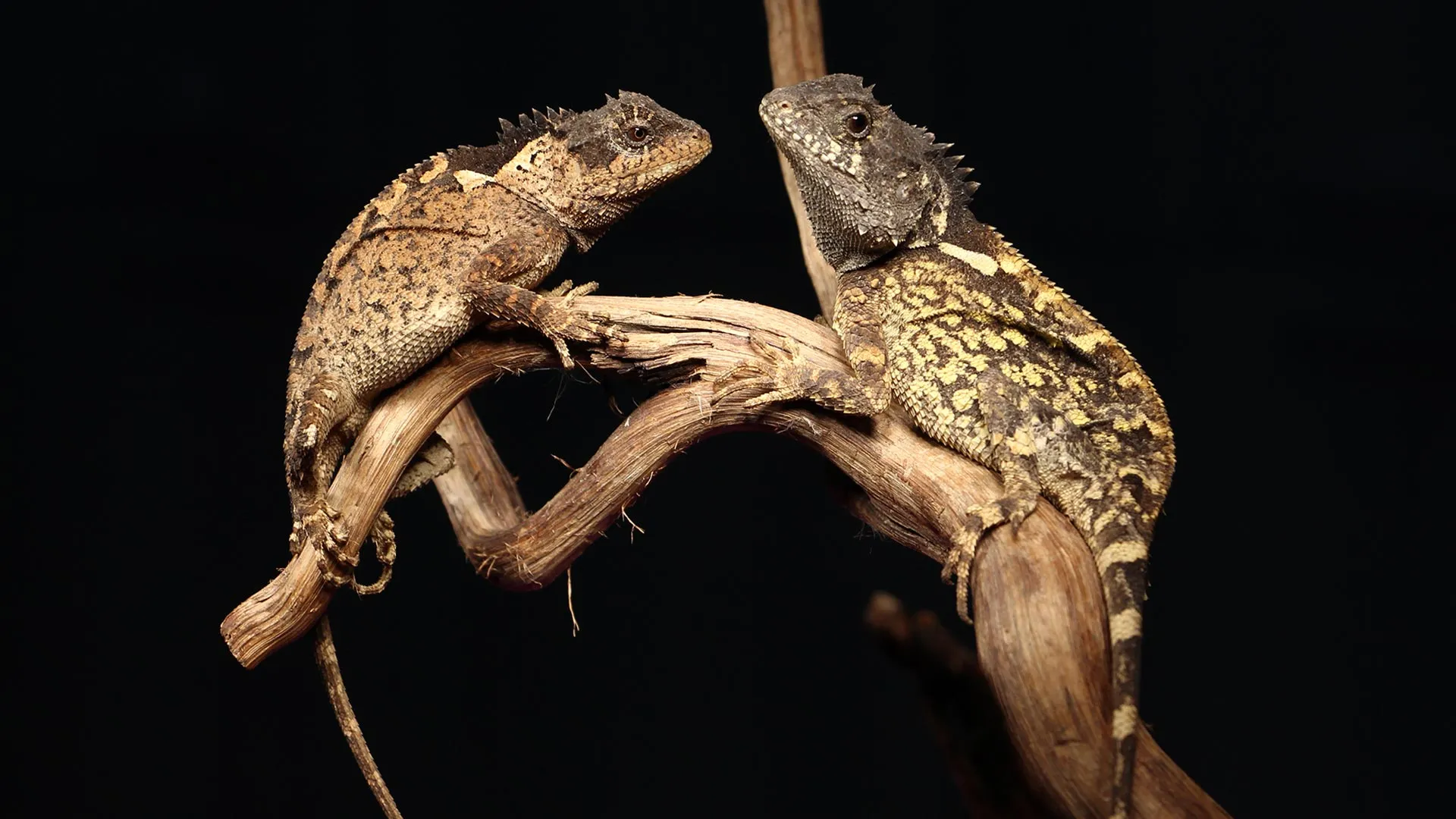 Nueva especie de ‘Dragón’ descubierta en Tailandia