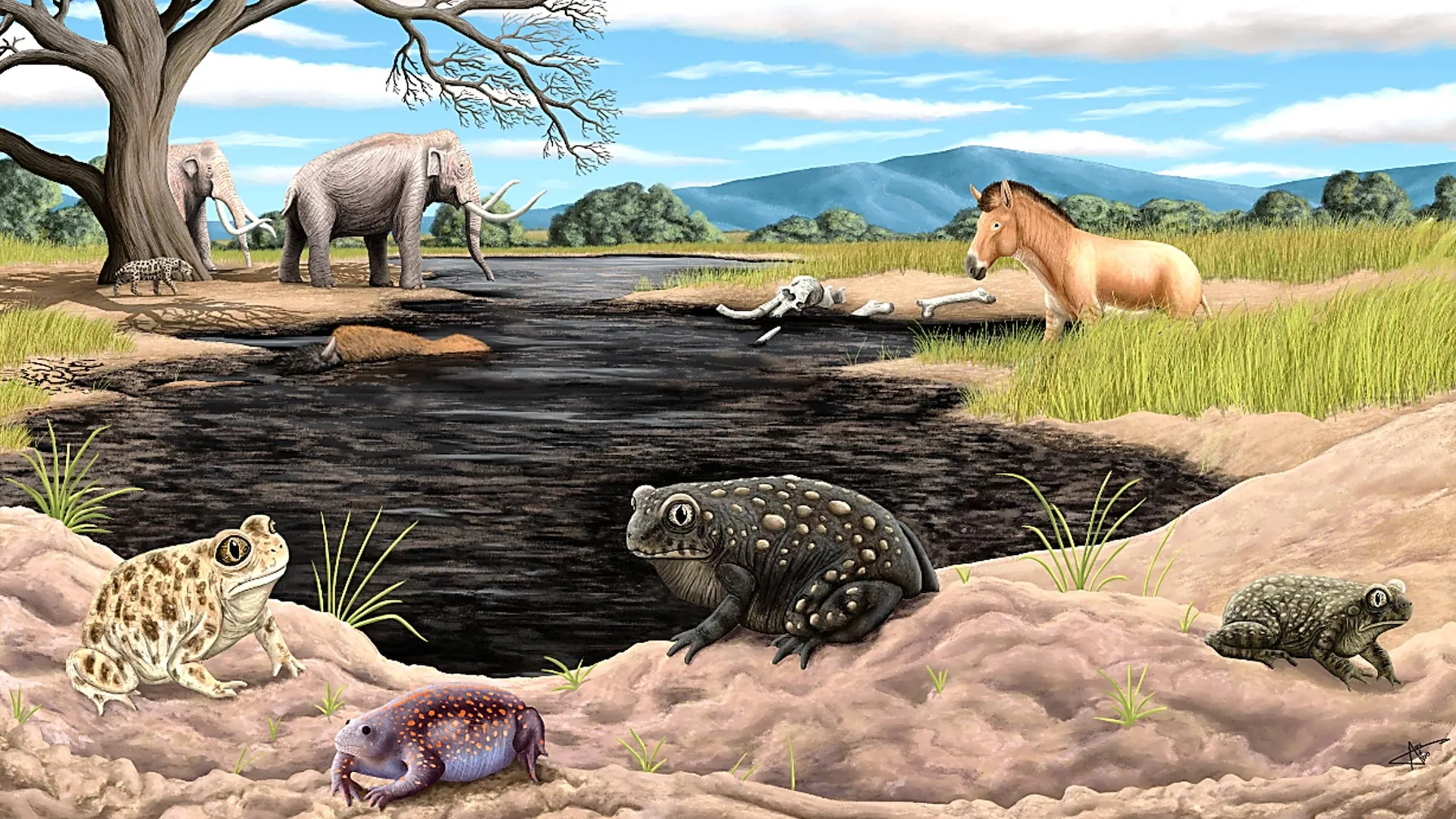 New Ice Age Amphibian Species Discovered in La Brea Tar Pits