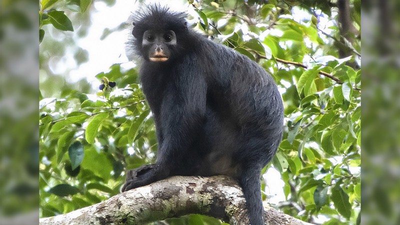 New Monkey Species Discovered in Congo Forests