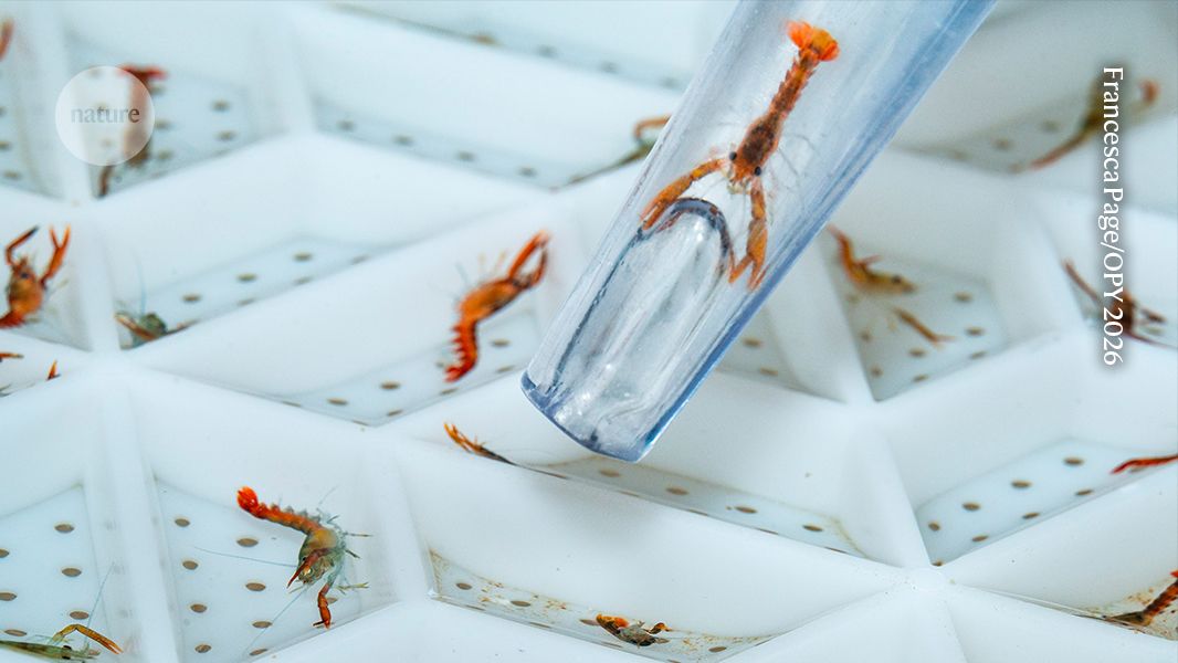 Next Generation Lobsters Featured in Science Images