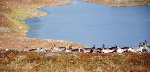 Norwegen meldet ungewöhnliche Rentiersterbefälle auf Spitzbergen