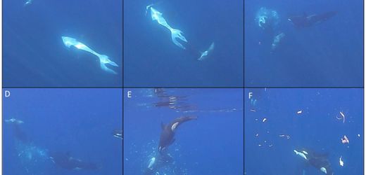 Orcas rammen Mondfisch mit ungewöhnlicher Technik