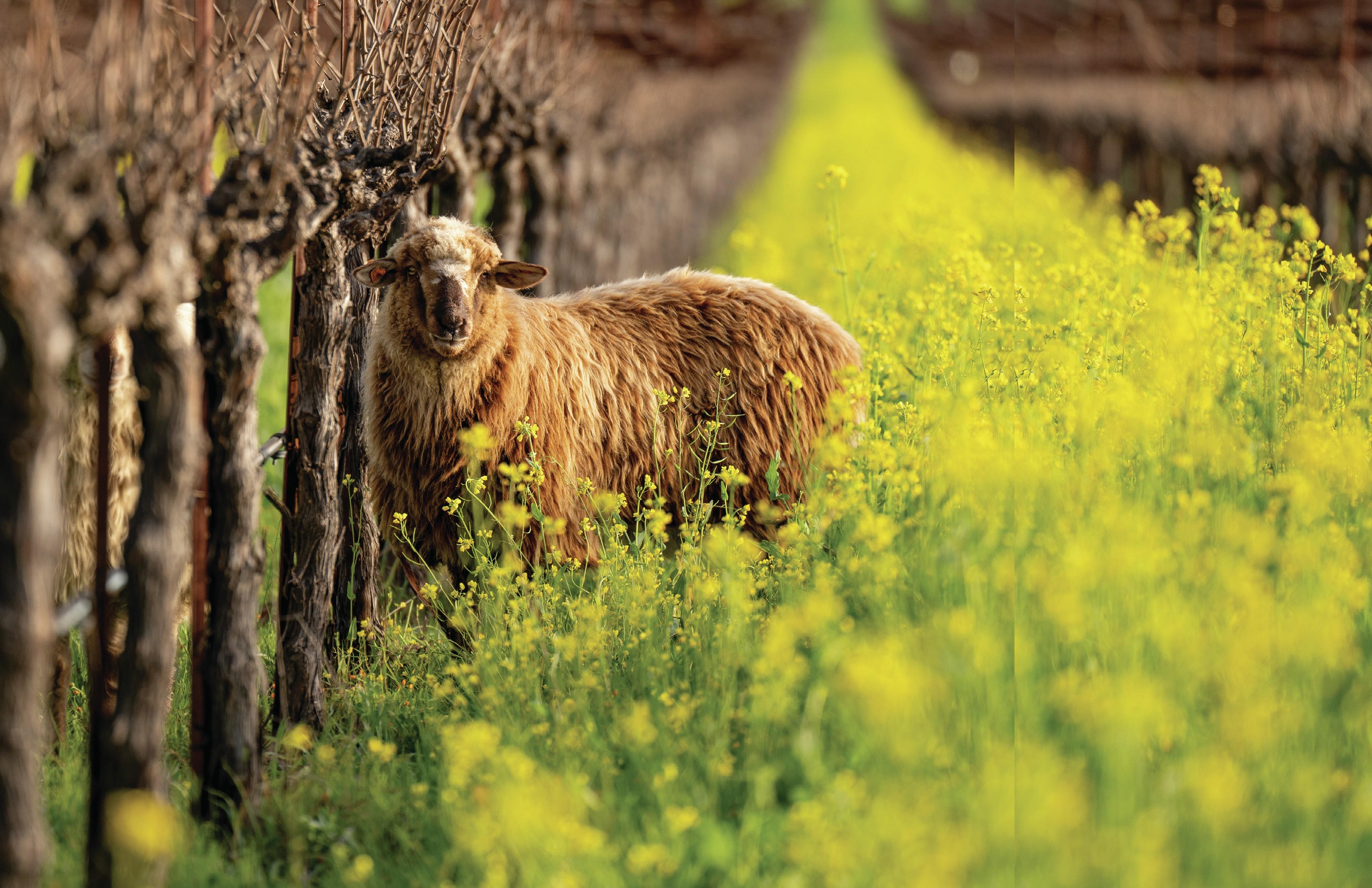 Producers Share Insights Before Organic Conversion