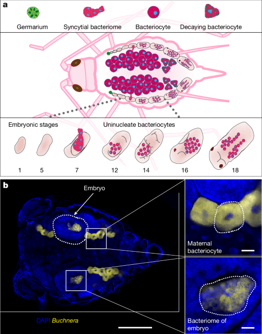 Protein Key to Bacterial Colonization Identified