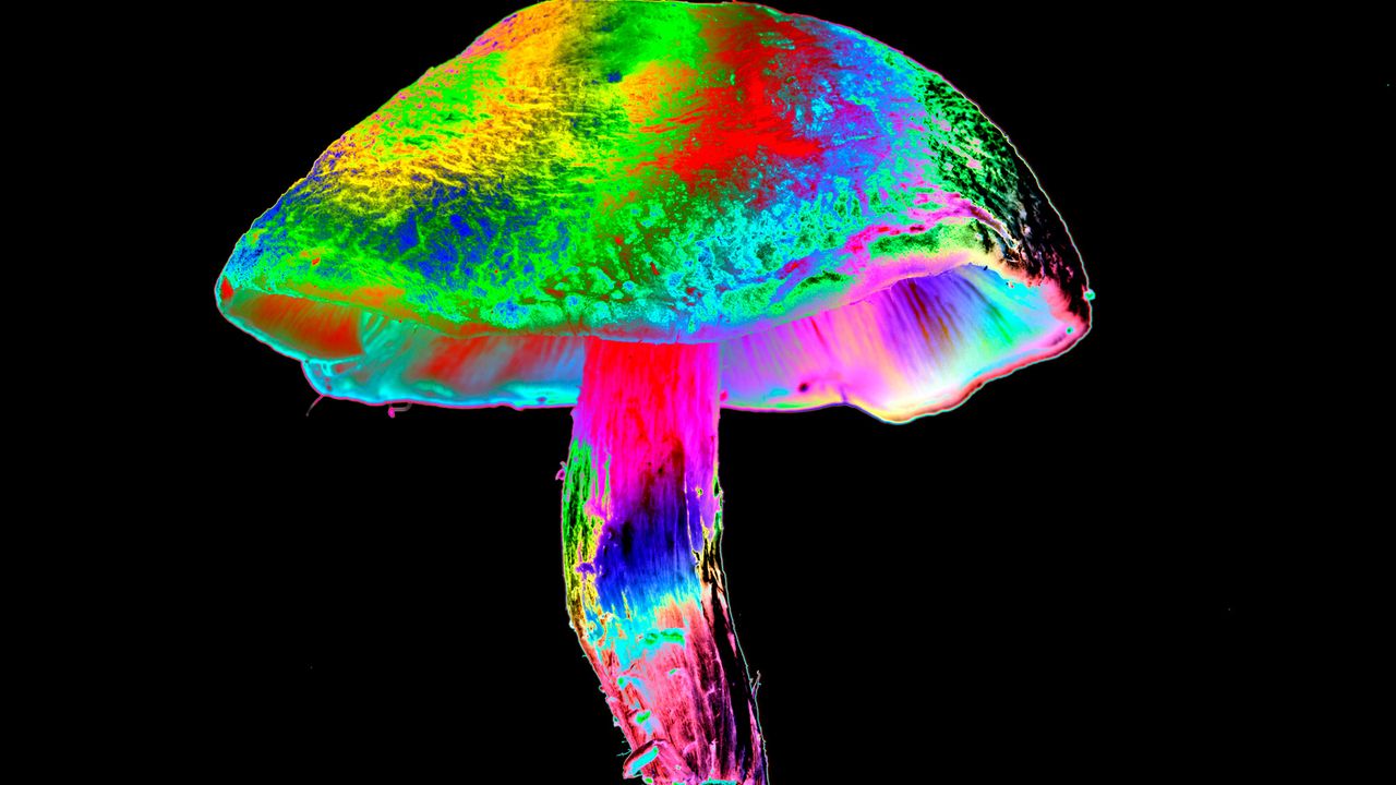 Psilocybin Shows Promise in Preventing Chemotherapy Nerve Damage