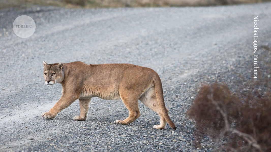 Pumas Reduzieren Wildunfälle mit Hirschen