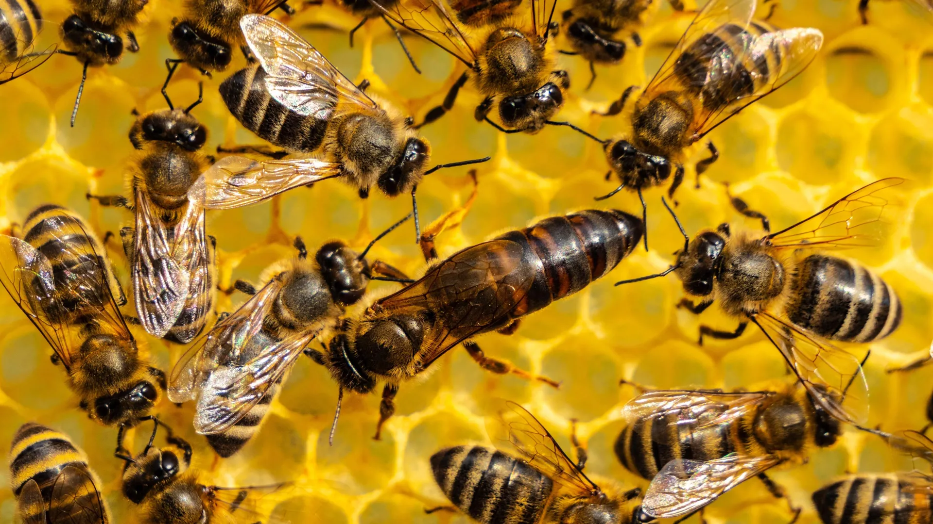 Queen Bees Transfer Pesticides to Eggs for Survival