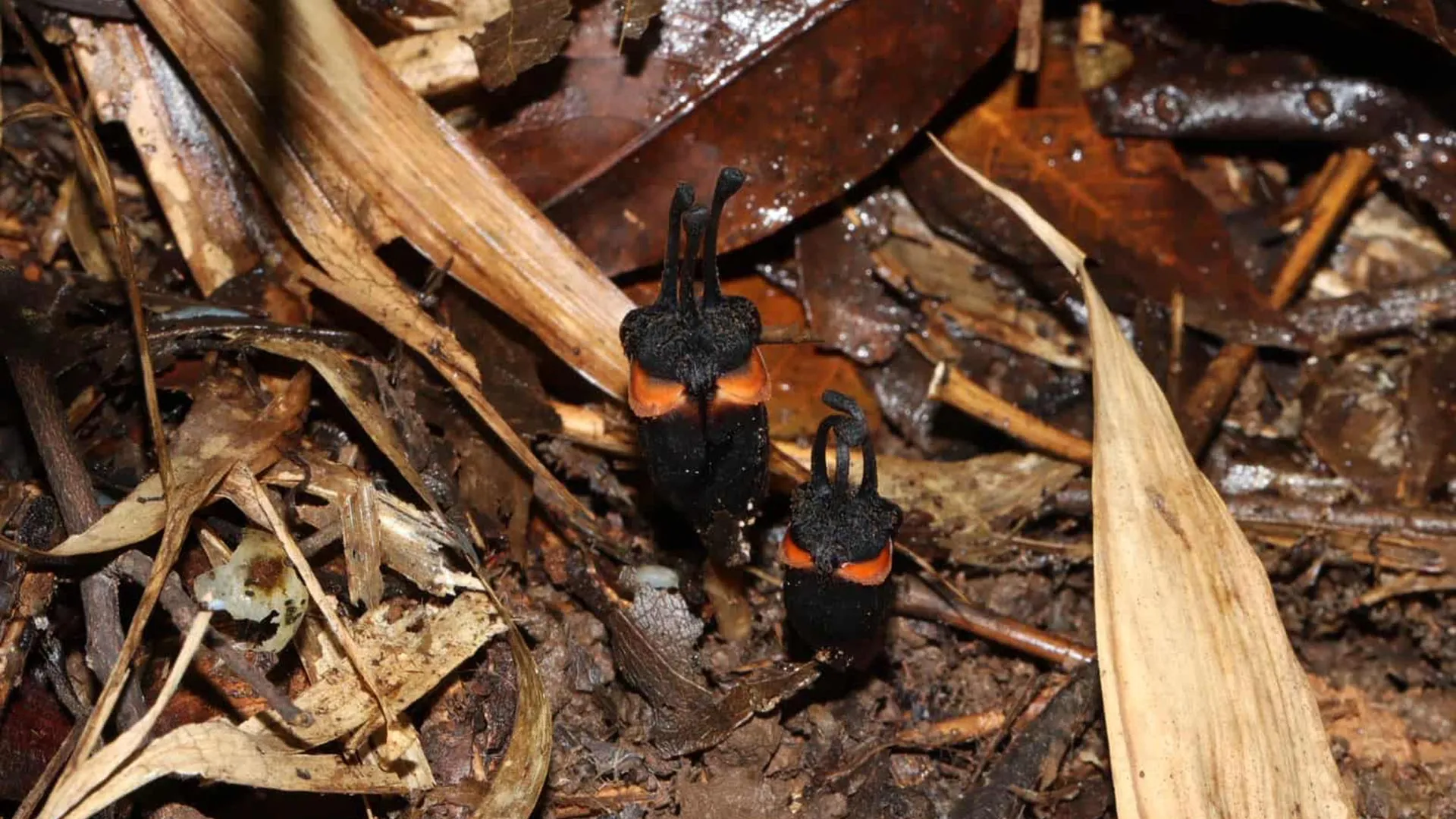 Rare ‘Devil Flower’ Discovered in Thailand