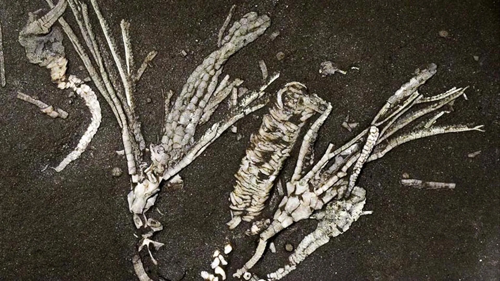Raro fósil revela tejidos blandos de 450 millones de años